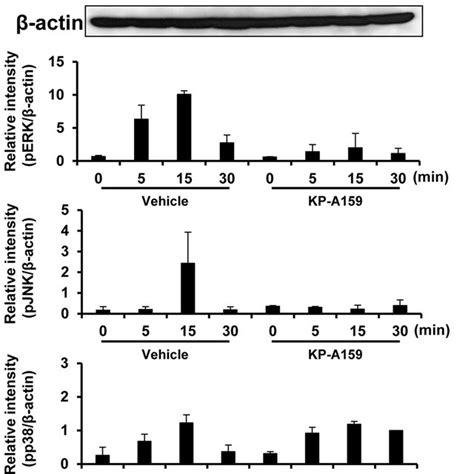 Effects Of KP A159 On RANKL Induced Signaling A And B Murine BMMs