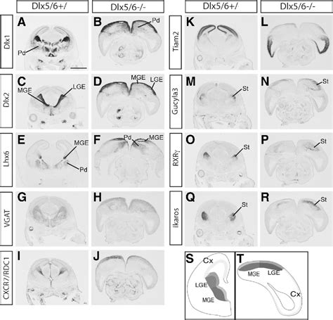 Figure From Dlx And Dlx Regulate The Development Of Parvalbumin