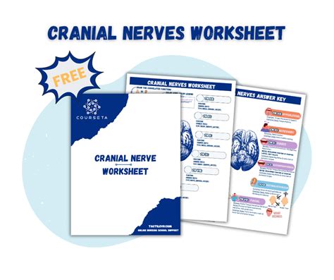 Cranial Nerves Worksheet Free Download Courseta Nursing