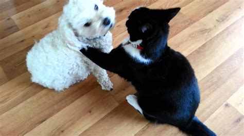 Are My Cat And Dog Play Fighting