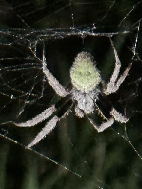 Eriophora Ravilla Tropical Orb Weaver In Haines City Florida United