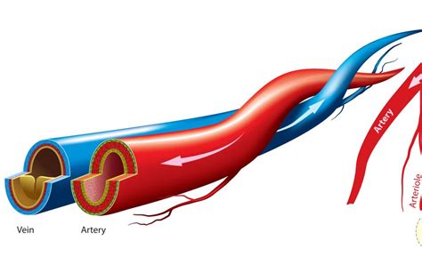 Arteries and Veins