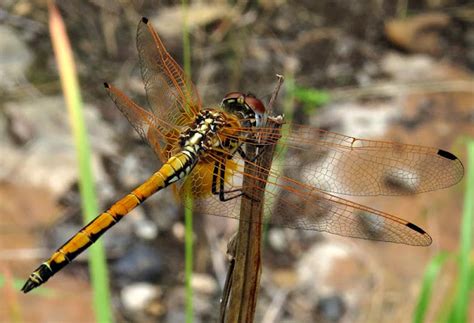 Red Veined Dropwing Female Project Noah