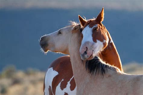 True Love: Surprising Photos of Animal Affection in 2020 | Horses ...