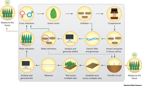 Phenotyping Whole Forests Will Help To Track Genetic Performance