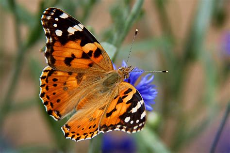 Western Painted Lady Butterfly