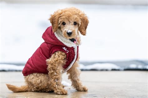 Faut Il Couvrir Son Mini Chien L Hiver Guide Complet