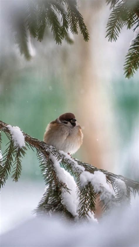 Пин от пользователя Misha Alexis на доске Jardins en Hiver Зимние