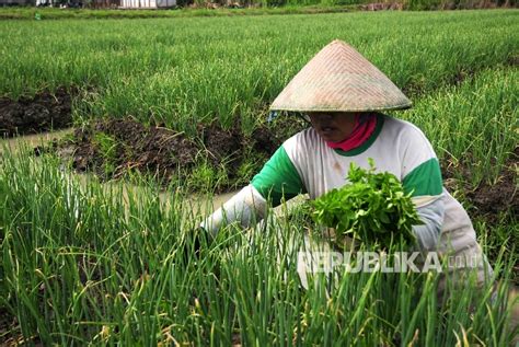 Petani Brebes Beralih Gunakan Benih Unggul Bawang Merah Republika Online