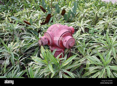 Fire Hydrant In Plants Stock Photo Alamy