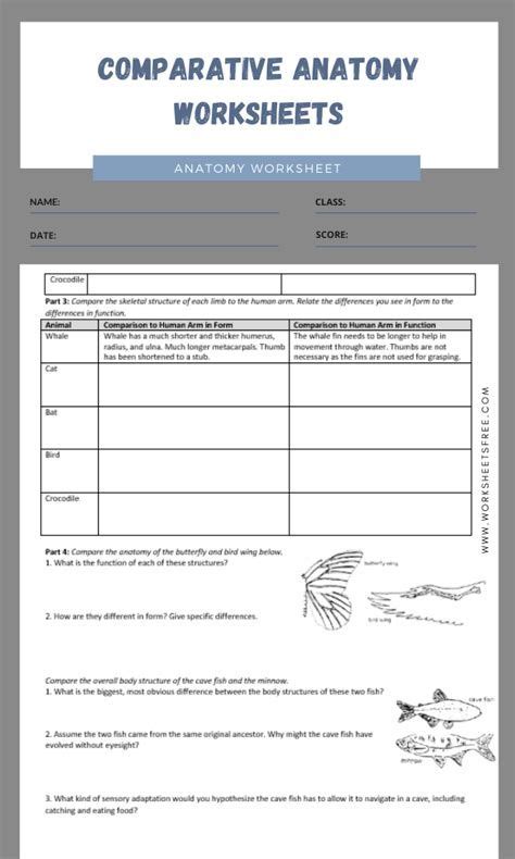 Comparative Anatomy Worksheet Biology Worksheet Anatomy Worksheets