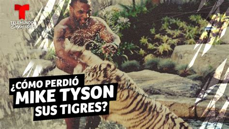 Mike Tyson Tigres