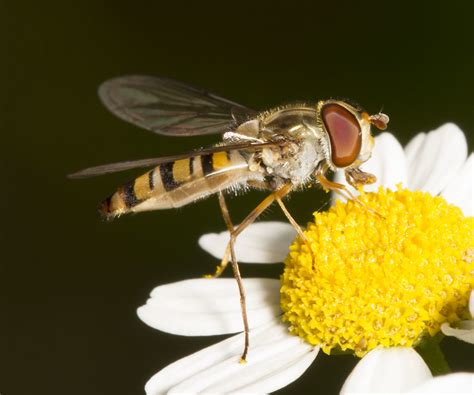 Syrphini Episyrphus Balteatus Hoverfly Diptera Syrphi Flickr