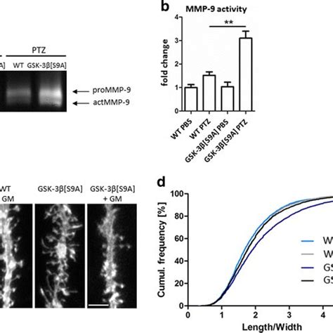 Gsk Regulates Dendritic Spine Morphology In An Mmp Dependent