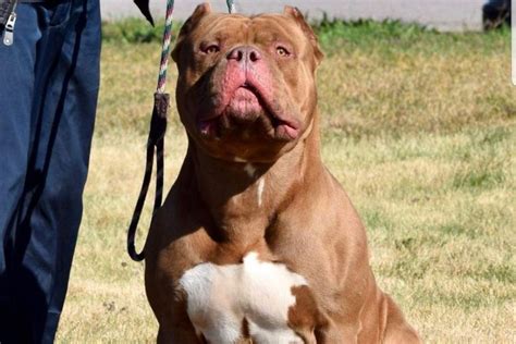 xl bully dog attacks man  mobility scooter  vicious mauling