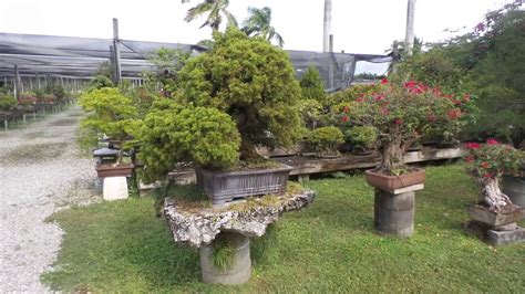 Miami Tropical Bonsai Garden Youtube