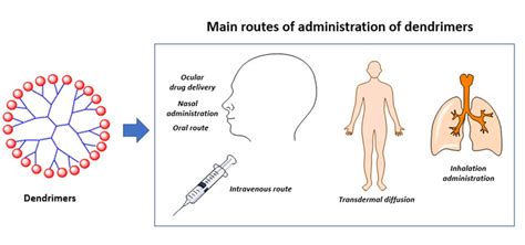 Schematic Description Of The Main Routes Of Administration Of