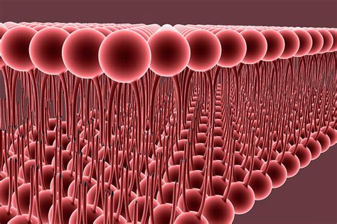 cell membrane photograph  science photo library pixels