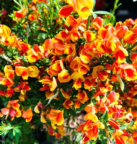 What Plants Like Full Direct Sun at Cory Tack blog