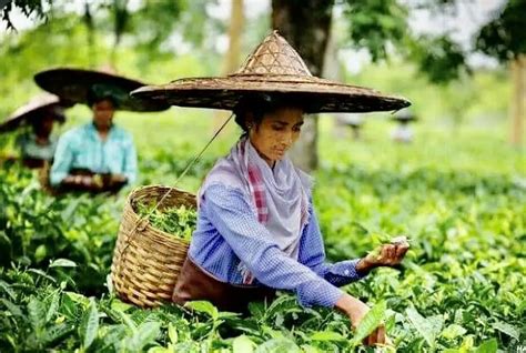 Assam To Celebrate 200 Year Old Tea Industry With Budget Allocation Of Rs 550 Crore