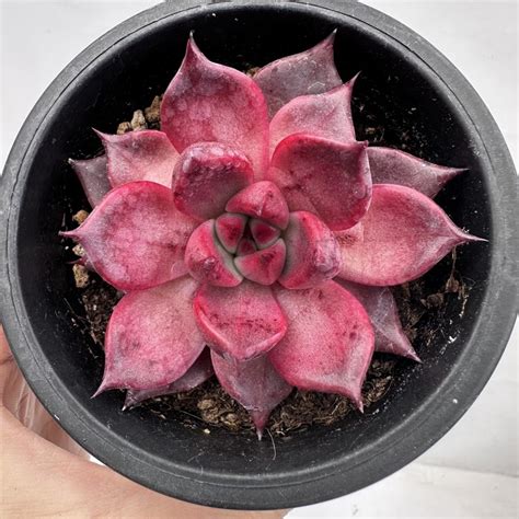 Echeveria Aripi 95 DK Succulents Korea Rare Korean Succulents