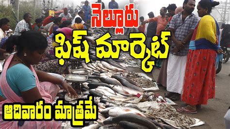 నలలర ల ఆదవర మతరమ దరక ఈ చపల Fish Market in Nellore