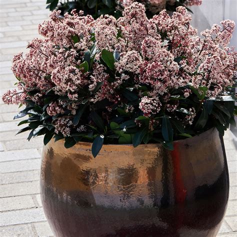 The best winter plants for pots, according to…