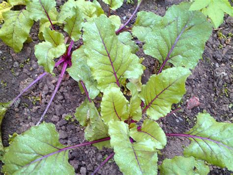 Загадки про свеклу