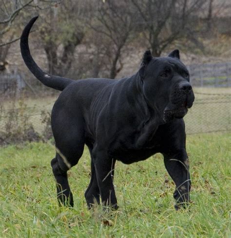 Presa Canario Caractéristiques Tempérament Et Plus