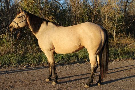 ELLIE MAY HANCOCK 2017 AQHA Buckskin Mare X Bucky Joewood X Frostys