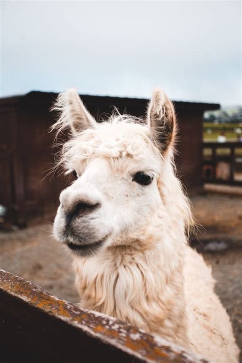 Close-up View of Llama on Farm · Free Stock Photo