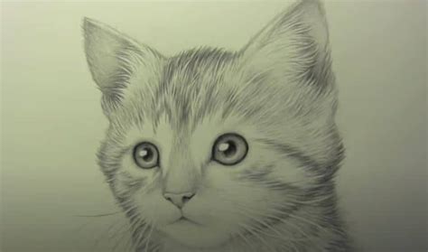 draw  realistic kitten realistic cat drawing