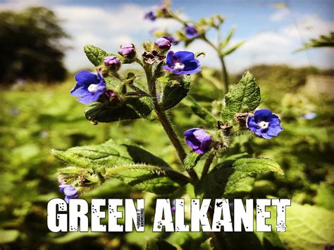 Green Alkanet – ForageForKnowledge