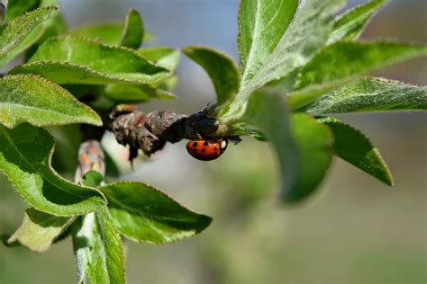 Free picture: ladybug, arthropod, beetle, spring, leaf, insect, bug, nature