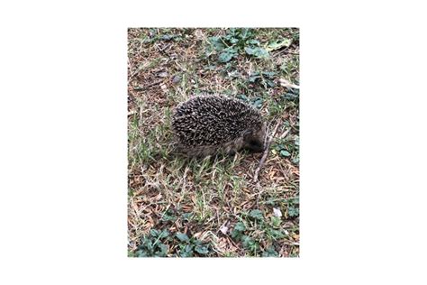 European hedgehog Photo (578694)