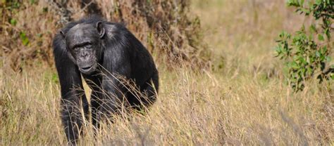 Kenya Big Five Safari 9 Days Aberdare Samburu Ol Pejeta Lake