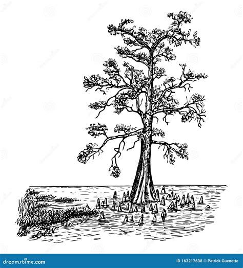 Bald Cypress Tree Stock Photo Cartoondealer