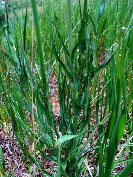 Western Salsify Project Noah