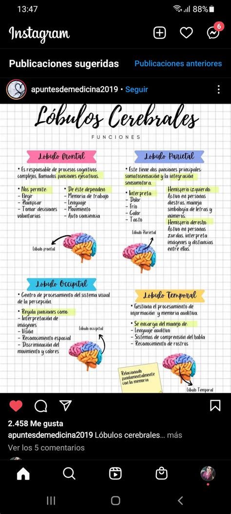 Lobulos cerebrales y función Lóbulos cerebrales Cosas de enfermeria