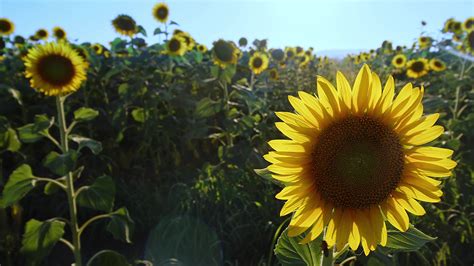 Sunflowers in Green Nature 3174813 Stock Video at Vecteezy