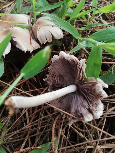 Stuffed Mushrooms Magical Vegetables Plants Stuff Mushrooms Vegetable Recipes Plant