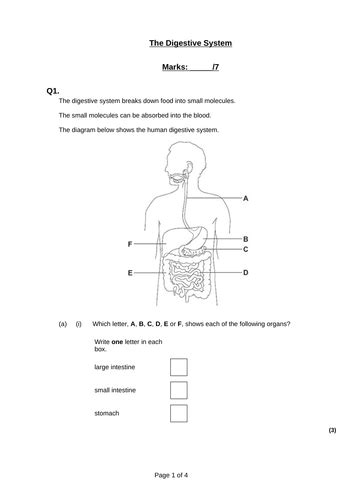 The Digestive System Teaching Resources