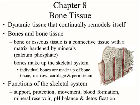 Fibrocartilage Tissue Location And Function