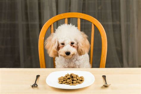 【獣医師監修】トイ・プードルの食欲がない？ ご飯を食べない理由と対処法 Peco（ペコ）