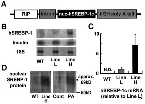 Transgenic Mice Overexpressing Nuclear Srebp 1c In Pancreatic β Cells