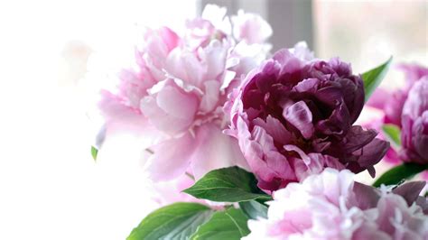 Peonies Wallpaper Desktop - WallpaperSafari