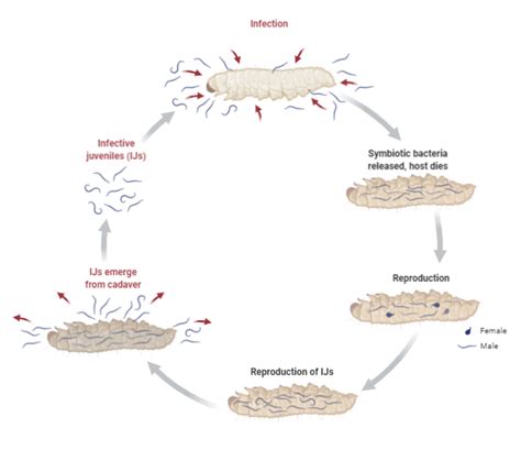 Entomogenous Nematode Life Cycle Biorender Science Templates