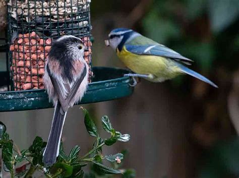 How To Attract Birds To Your Garden Bird Spot