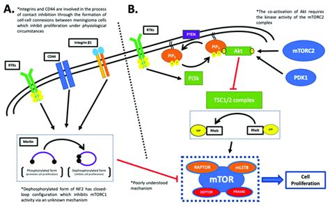 The Activation Of The Mtorc Complex A The Loss Of Nf Is Associated