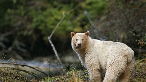 Discover BC's Great Bear Rainforest | Cariboo Chilcotin Coast